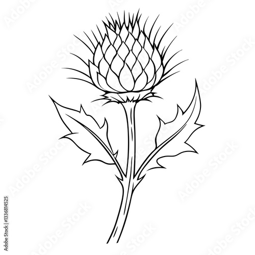 a detailed illustration of a Scottish thistle flower, a national emblem, with spiky petals and leaves. The drawing is monochromatic