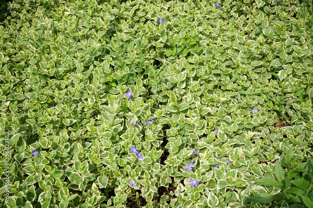 A species of perennial herbaceous plants of the genus Periwinkle. A species of perennial herbaceous plants of the genus Periwinkle.