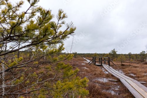 Принти на полотні A wooden boardwalk that winds through a swampy area with conifers
