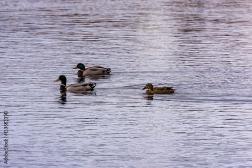 ducks in the lake