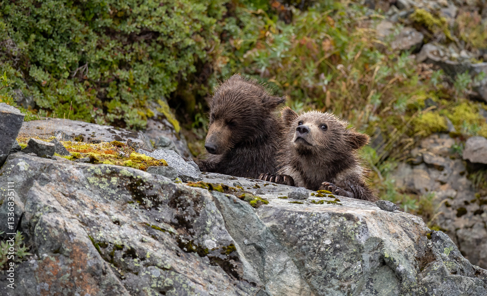 Naklejka premium Brown bear fishing for salmon in Alaska