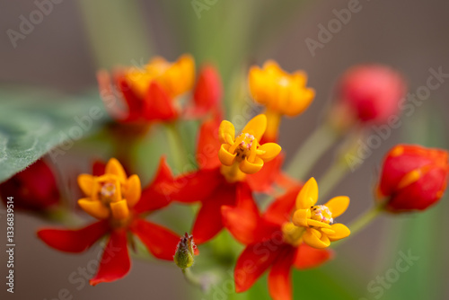 Close-up of Asclepias curassavica (Tropical Milkweed) with vibrant red and yellow flowers in full bloom. photo
