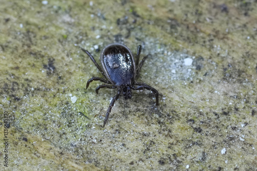 Closeup on a castor bean tick Ixodes ricinus, a parasite pest species spreading tick-borne encephalitis.