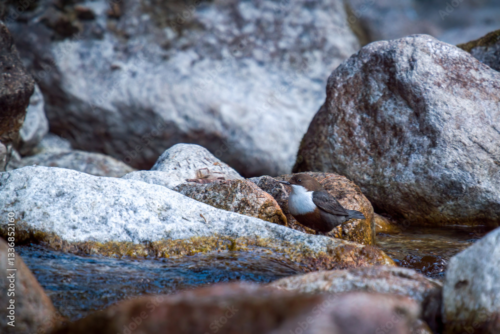 a white-throated dipper, cinclus cinclus, in a mountain creek at a spring day a white-throated dipper, cinclus cinclus, in a mountain creek at a spring day