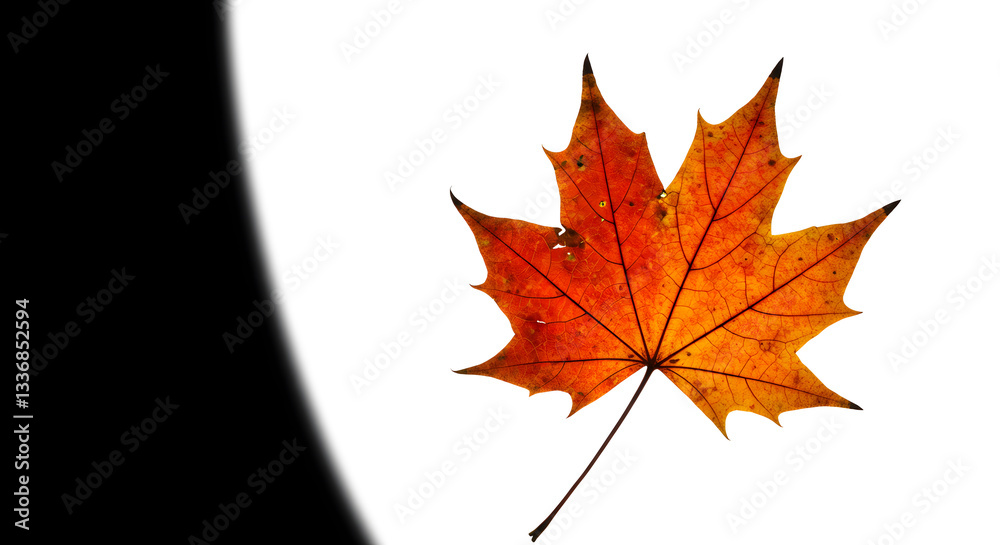 Fototapeta premium Autumn Maple Leaf, Fall Season Graphic, Isolated Leaf on White, Generative AI image