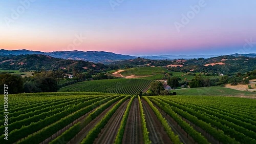 Wallpaper Mural Aerial view of lush vineyard rows at sunset, with rolling hills and distant mountains visible Torontodigital.ca