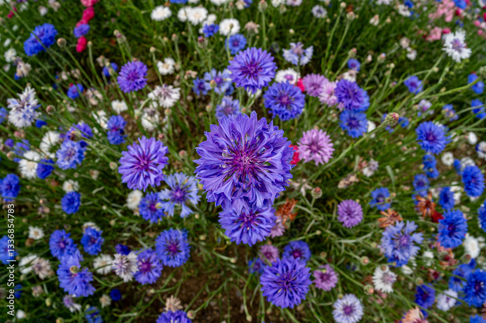 Fototapeta premium Blue corrnflower, Centaurea Cyanus, also known as bachelors Button, wild flowers