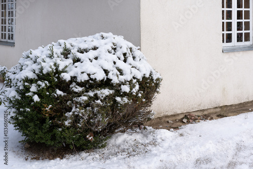 ornamental bush near the house wall covered in snow