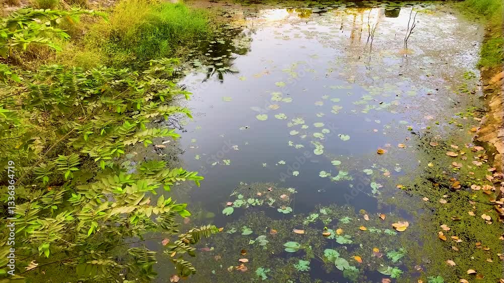 The scene is composed of green grass and a lake filled with water The scene is composed of green grass and a lake filled with water