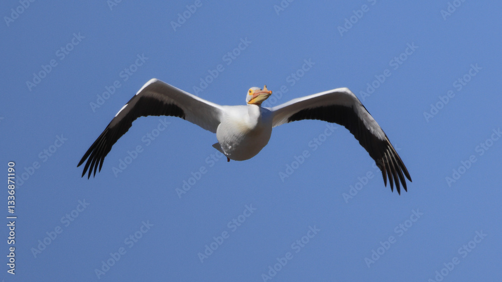One American White Pelican flying with a blue sky