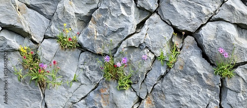 Obraz na płótnie Wildflowers blooming in cracked rock face w salonie