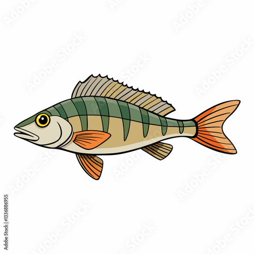 fish on a white background