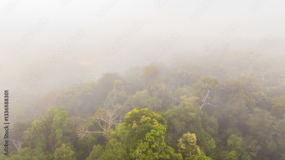 Fototapeta premium Cloud forest in the Peruvian Amazon, aerial image of the rainforest with fog between the trees