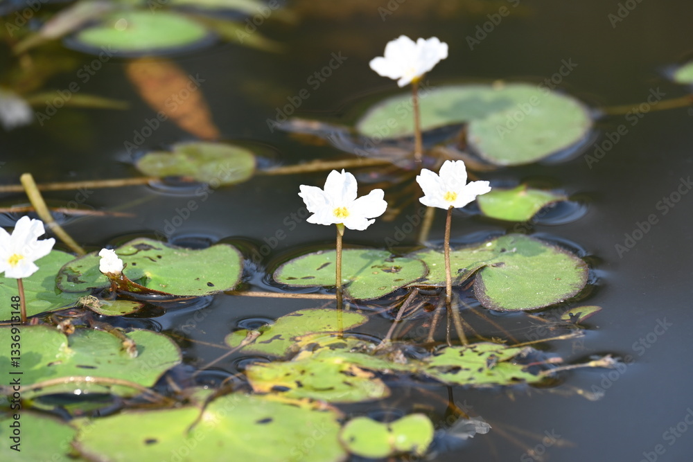 Nymphoides aquatica or banana lily. It is an aquatic plant in the Menyanthaceae. This is common names water banana plant, banana lily, and the big floatingheart. Its root is like a banana. White lily Nymphoides aquatica or banana lily. It is an aquatic plant in the Menyanthaceae. This is common names water banana plant, banana lily, and the big floatingheart. Its root is like a banana. White lily