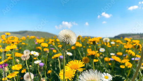 Common Dandelion blowball close up in green background