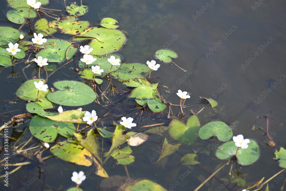 Nymphoides aquatica or banana lily. It is an aquatic plant in the Menyanthaceae. This is common names water banana plant, banana lily, and the big floatingheart. Its root is like a banana. White lily Nymphoides aquatica or banana lily. It is an aquatic plant in the Menyanthaceae. This is common names water banana plant, banana lily, and the big floatingheart. Its root is like a banana. White lily