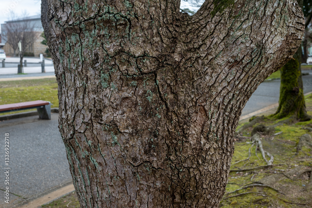 Fototapeta premium 樹皮