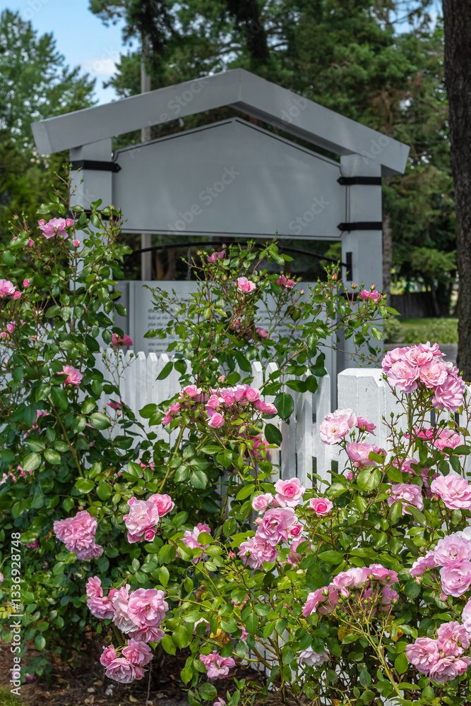 Fototapeta premium Beautiful rose bush with pink roses flowers in the garden