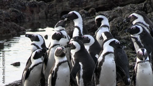 African Penguins Coming to Shore After a Quick Dip in the Cold Waters