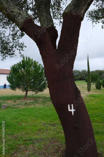 Obraz na płótnie cortiça alentejo portugal quinta faenda arvore número 4 w salonie