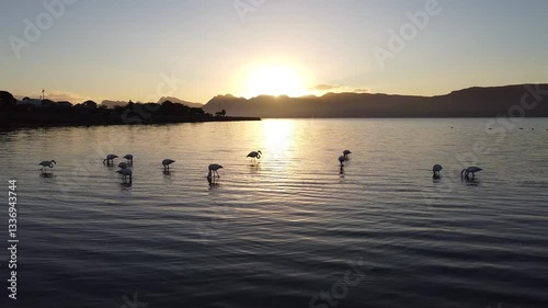 Greater Flamingos in the Sunset