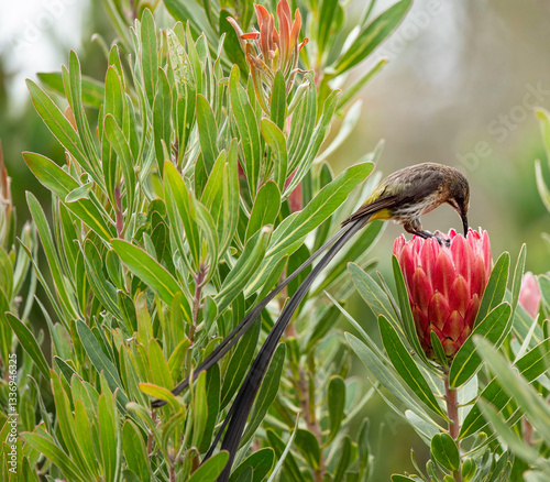 Cape Sugarbird, male, ( Promerops cafer ), sitting on protea flower feeding on flower nectar , with long tail flowing down.  Cape Town, South Africa
