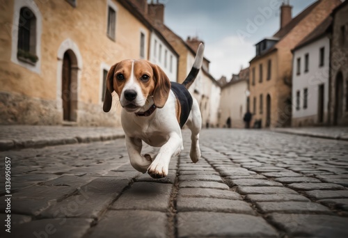 Fototapeta Naklejka Na Ścianę i Meble -  beagle dog running happy in the street of the city, doggy on the road, adorable fluffy friend in the streets