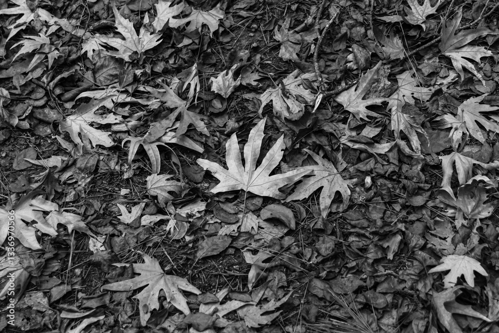 Background of fall (autumn) leaves fallen on ground in black and white Background of fall (autumn) leaves fallen on ground in black and white