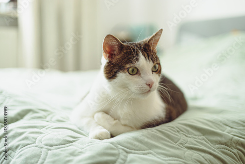 Cute white and straight grey tabby cat lying on bed in soft morning light. Animal sitting in bed. Selective focus.