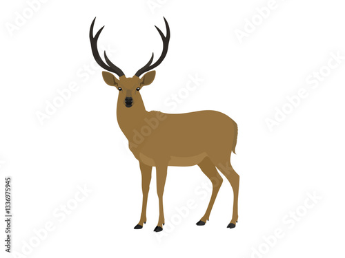 Schomburgk's deer on a white background.