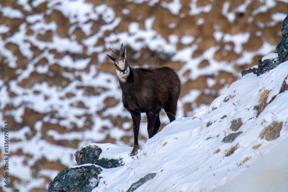 Φωτογραφία a chamois buck, rupicapra rupicapra, on the snowed in alps, the hohen tauern in