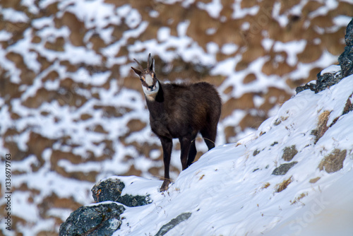 фотографія a chamois buck, rupicapra rupicapra, on the snowed in alps, the hohen tauern in