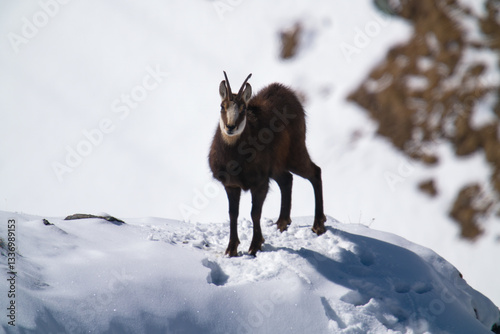 Εκτύπωση καμβά a chamois buck, rupicapra rupicapra, on the snowed in alps, the hohen tauern in