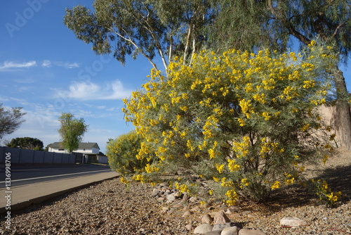 Senna Artemisioides also known as Feathery Cassia or Silver Senna with green seed pods and bright yellow flowers planted along city roadsides in early spring, Phoenix, AZ