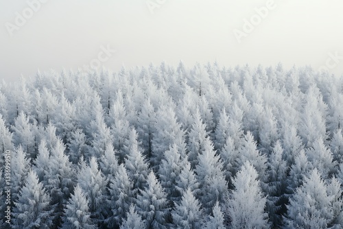 Winter Wonderland Forest Scene photo