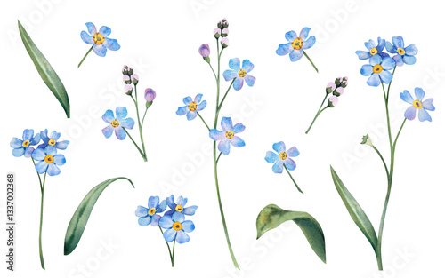 A blue forget-me-not set on an isolated background. Hand-painted botanical illustrations of wildflowers. Postcard design, fabric prints, cosmetics packaging design, pharmacy herbs.