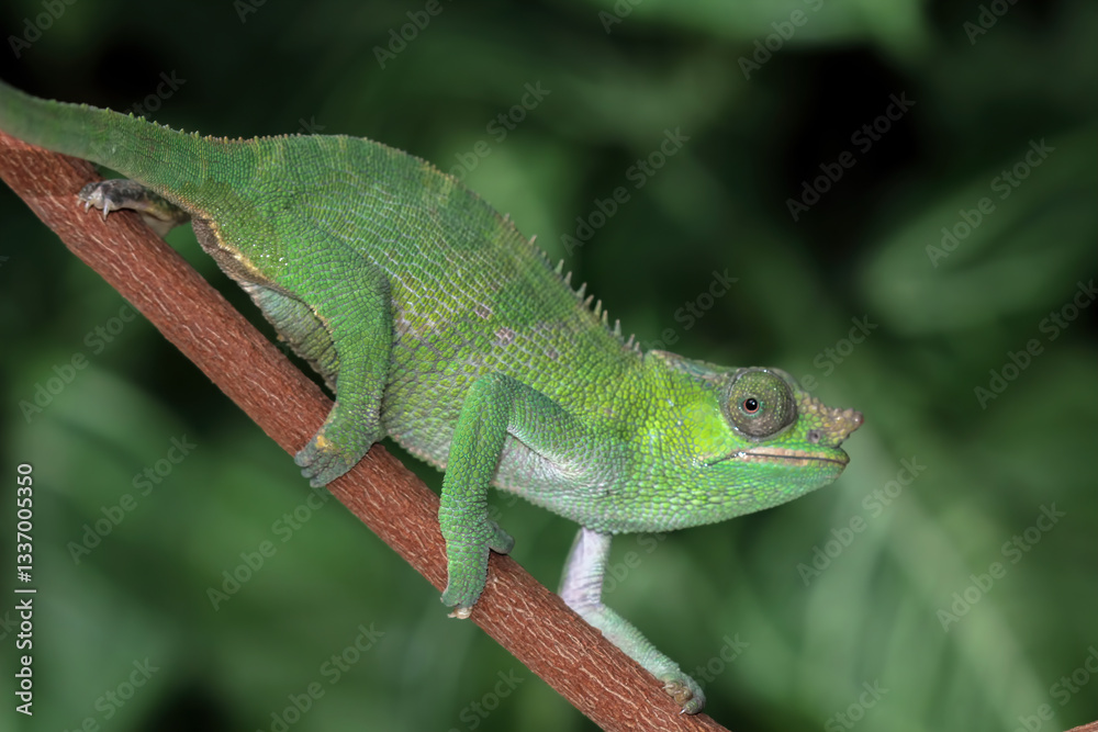 fischer chameleon walking on branch, female fischer chameleon isolated on black background