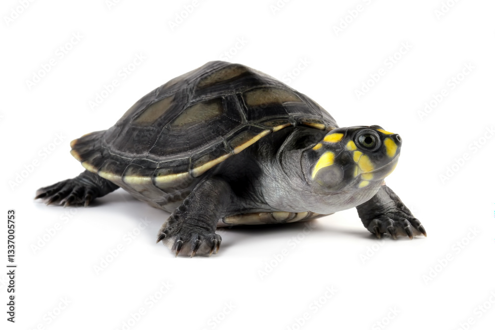 Close-up of a Clown turtle isolated on white, (odocnemis unifilis)
