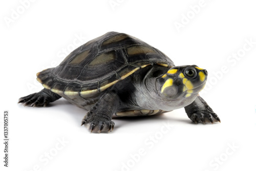Obraz na płótnie Close-up of a Clown turtle isolated on white, (odocnemis unifilis) w salonie