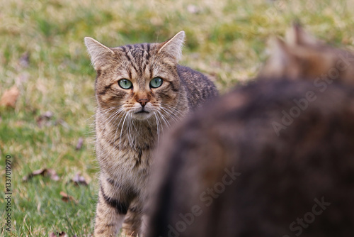 Wallpaper Mural Eine männliche Katze mit grünen Augen wirbt um ein Weibchen Torontodigital.ca