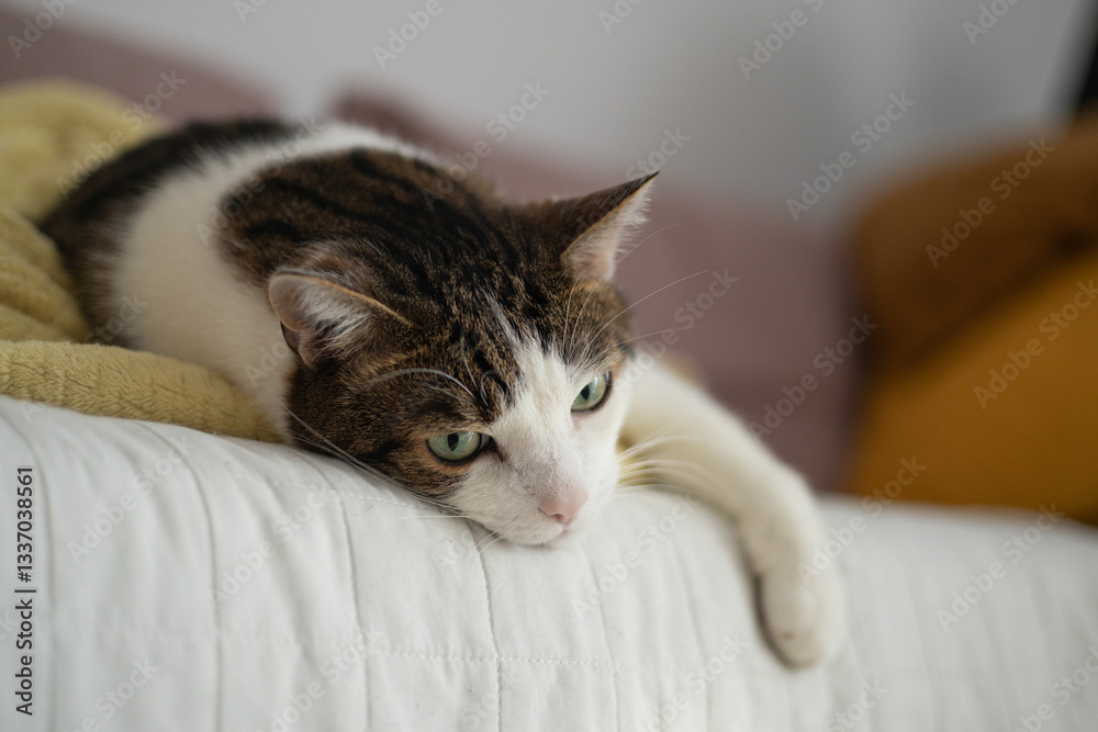 Beautiful short hair cat sleeping on the sofa at home. Selective focus.