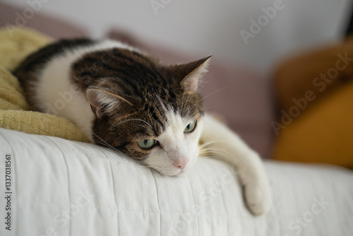 Obraz na płótnie Beautiful short hair cat sleeping on the sofa at home. Selective focus. w salonie