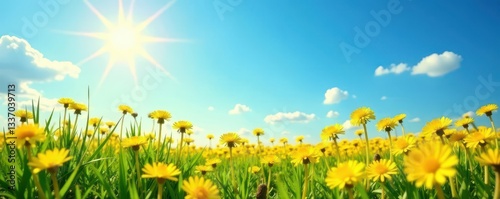 Golden dandelion blossoms carpet a sunlit field against a brilliant azure sky , photo, landscape, vibrant