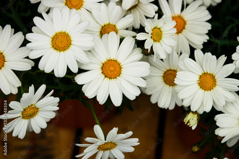 Obraz premium Daisies . Lovely blossom daisy flowers background.