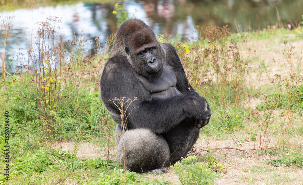 Naklejka premium Tierpark