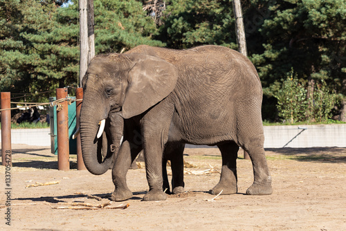 Elefant