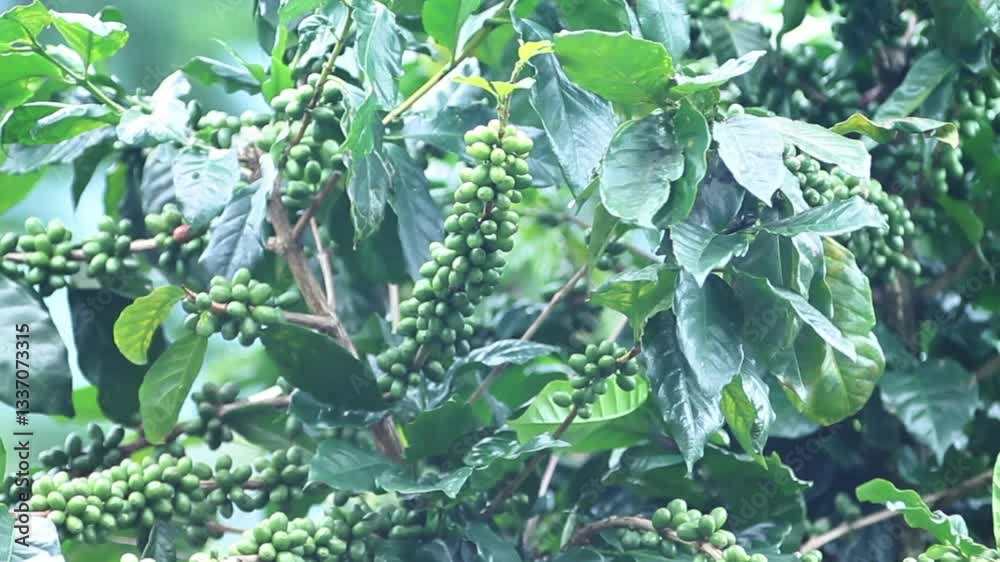 The unripe coffee fruit contains high levels of chlorogenic acid, which has antioxidant properties beneficial for health. The unripe coffee fruit contains high levels of chlorogenic acid, which has antioxidant properties beneficial for health.