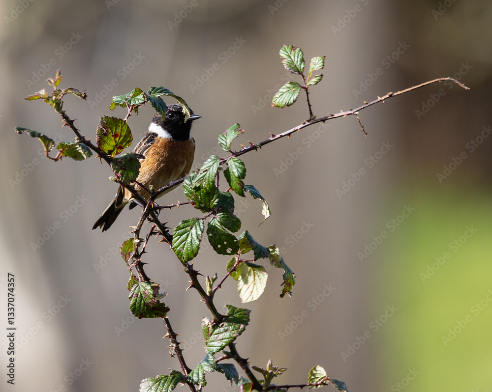 Stonechats, very curious birds on a spring day!