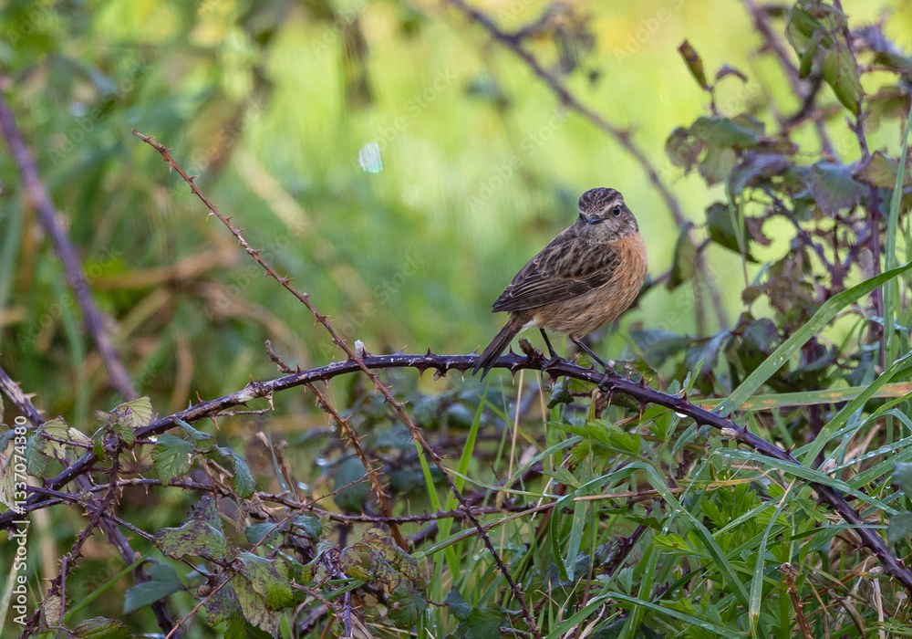 Stonechats, very curious birds on a spring day!
