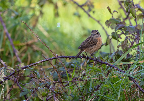 Obraz na płótnie Stonechats, very curious birds on a spring day! w salonie